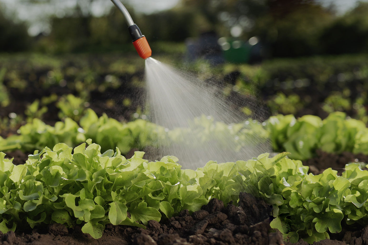 liquid spray application on lettuce